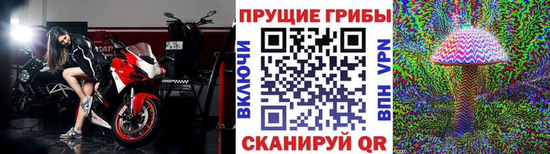 Галлюциногенные грибы Psilocybine cubensis  цены   Кувшиново 